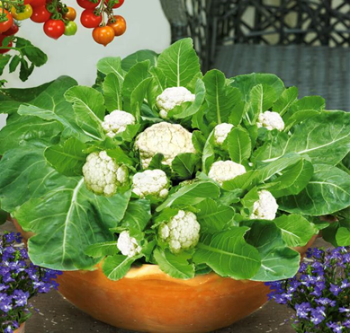 Multipflück-Blumenkohl