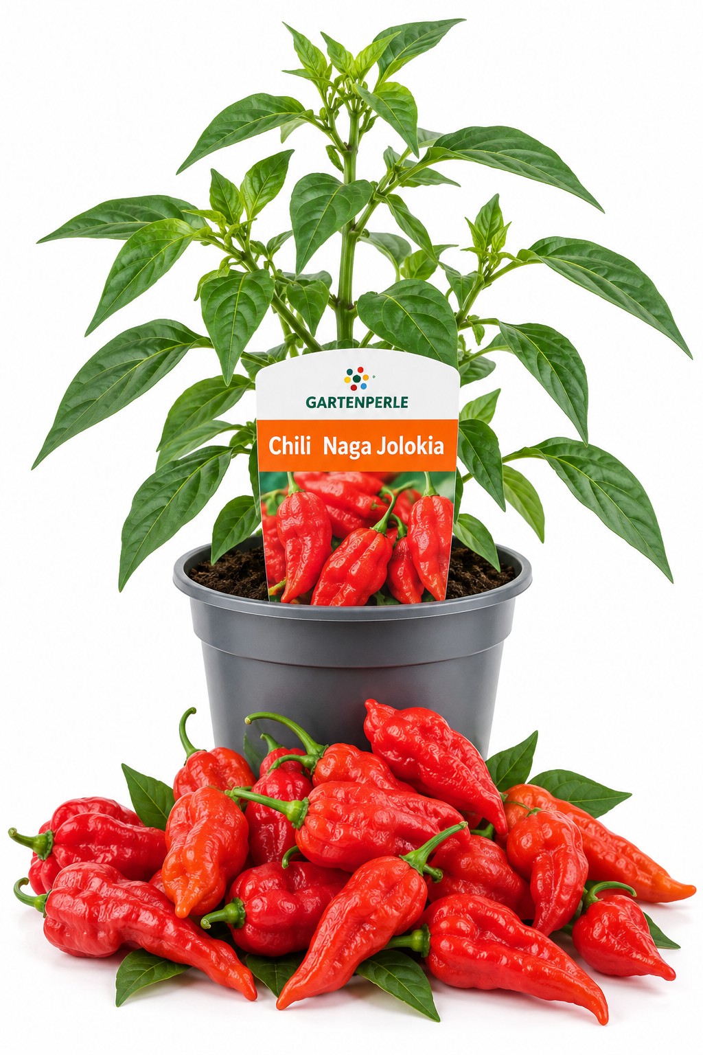 Chili Naga Jolokia – Chilipflanze