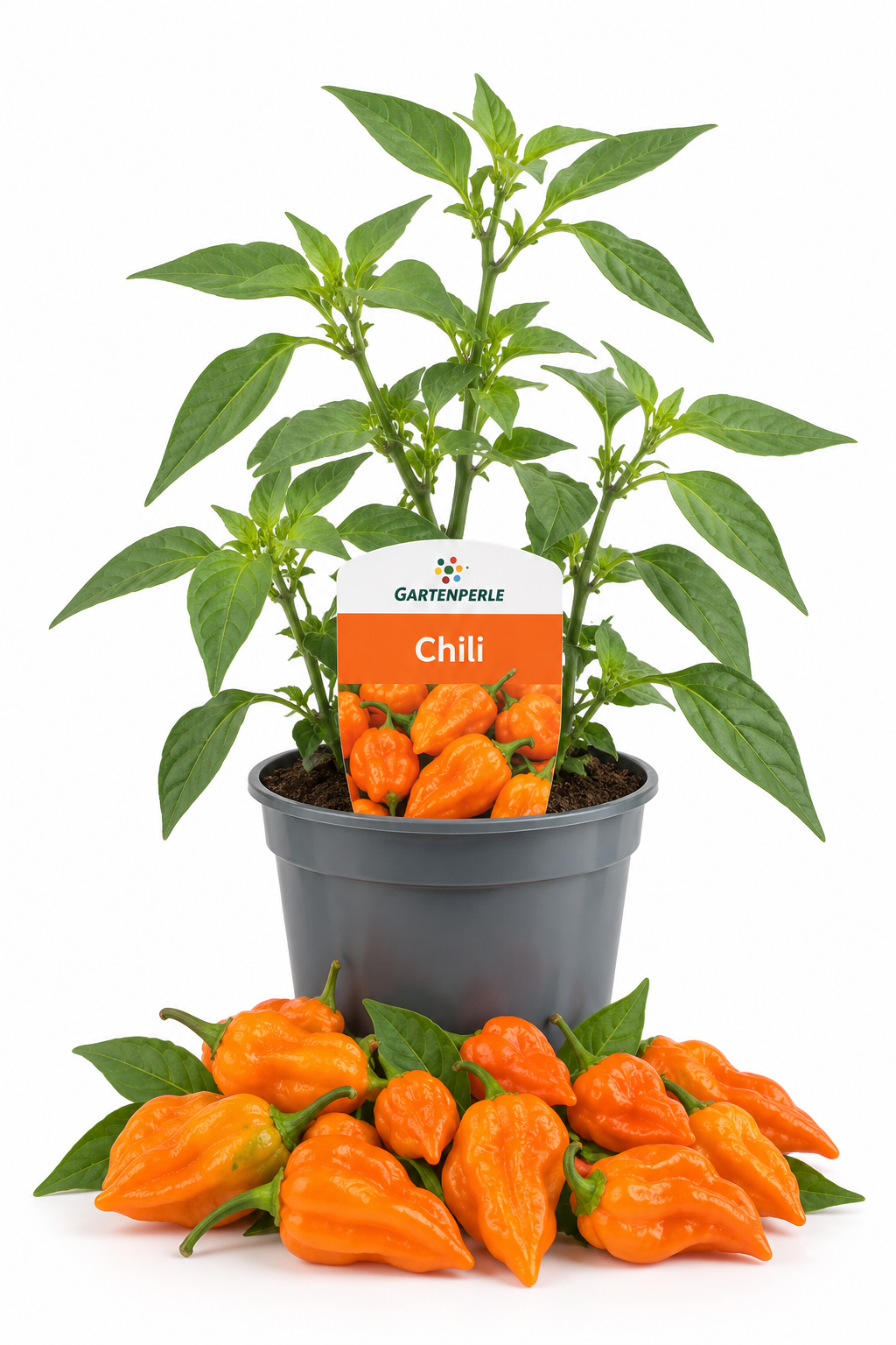 Chili Burpee’s Tarantella – Chilipflanze