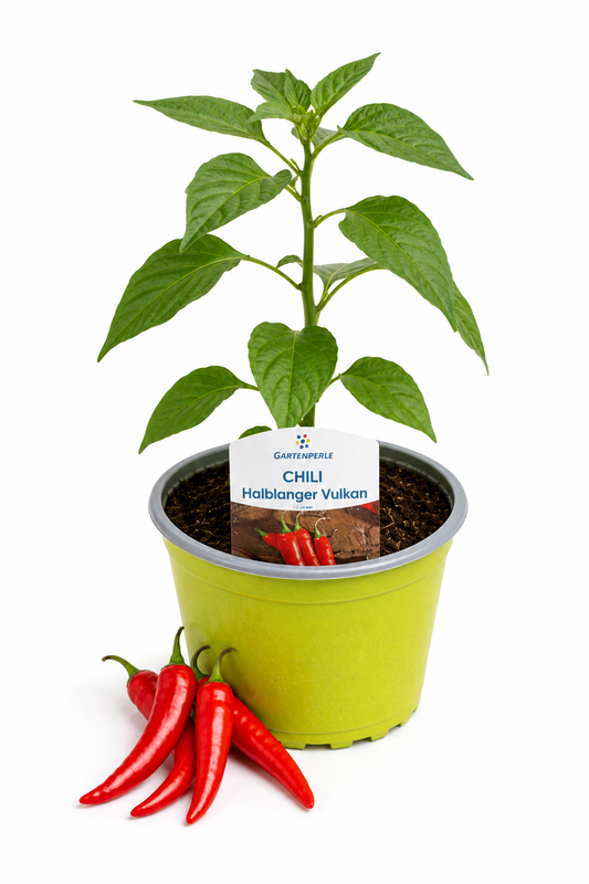 Chili Halblanger Vulkan | Jungpflanze im T10,5 Topf