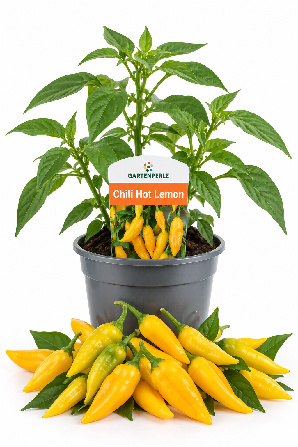 Chili Hot Lemon – Chilipflanze