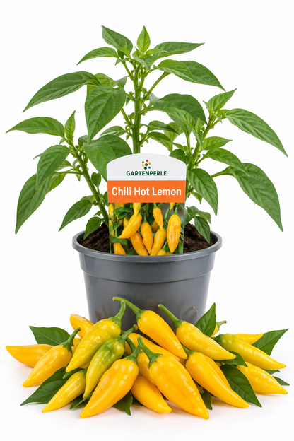 Chili Hot Lemon – Chilipflanze