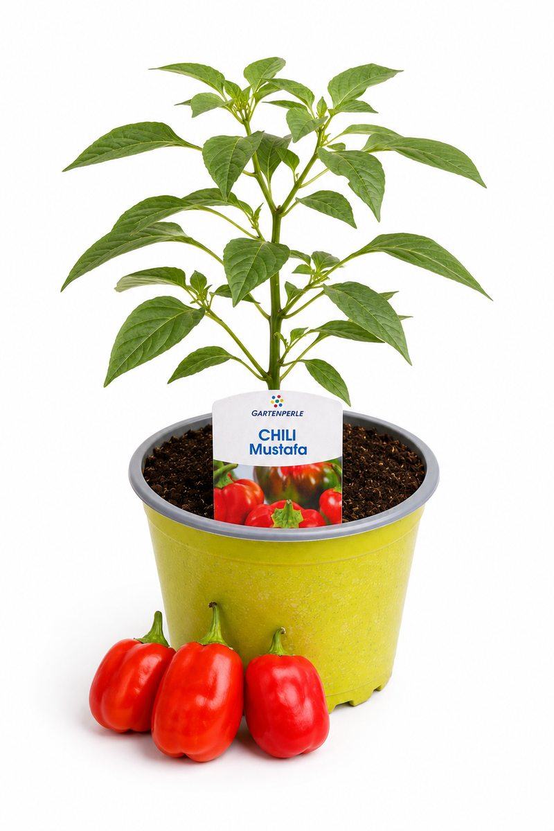 Chili Mustafa - Chilipflanze