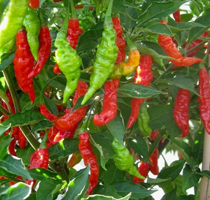 Chili Demon Red – Chilipflanze