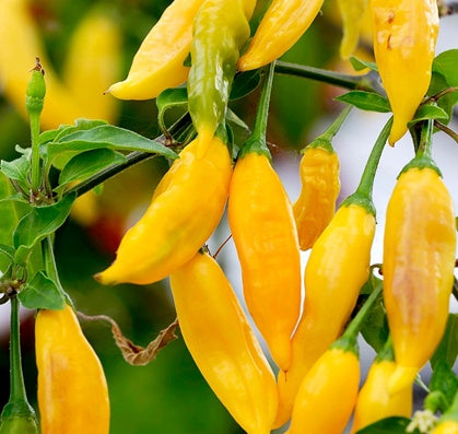 Chili Hot Lemon – Chilipflanze