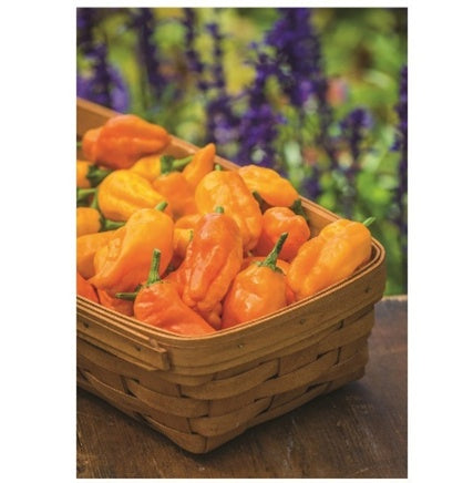 Chili Burpee’s Tarantella – Chilipflanze