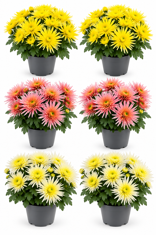 Spider Chrysanthemen – 6er Set T14
