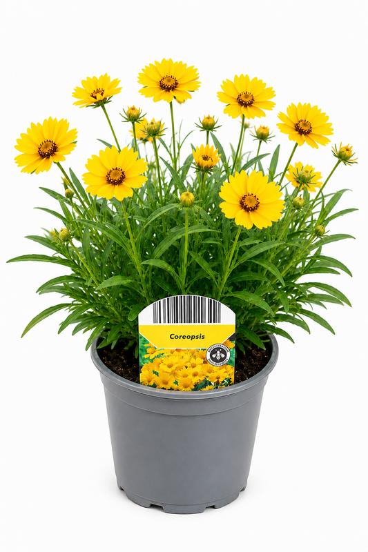 Coreopsis grandiflora – Mädchenauge T12