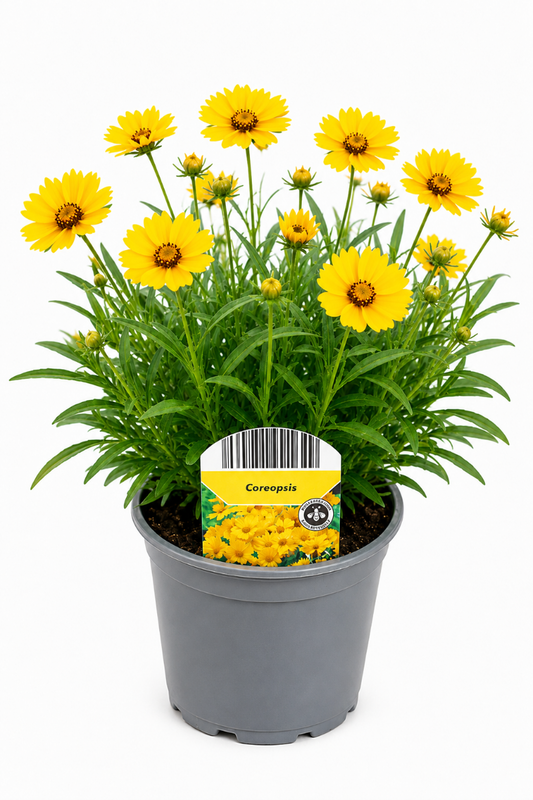 Mädchenauge im Topf mit vielen Blüten in gelber Farbe