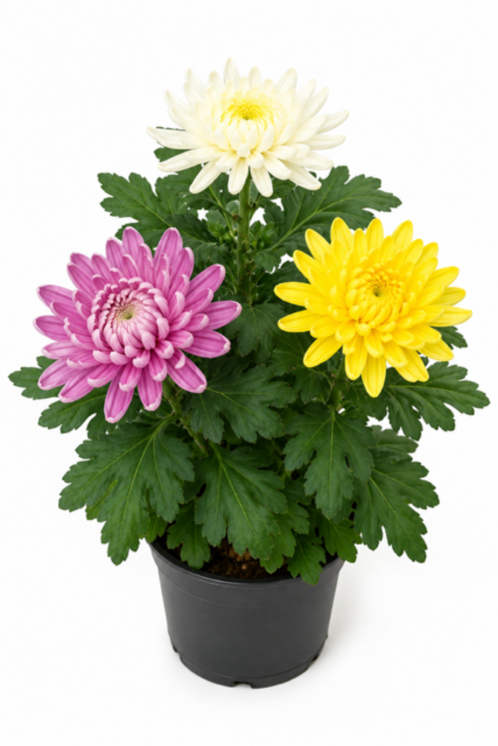 Produktfoto einer großblumigen Chrysanthemen-Trio im Pflanztopf mit Blüten.