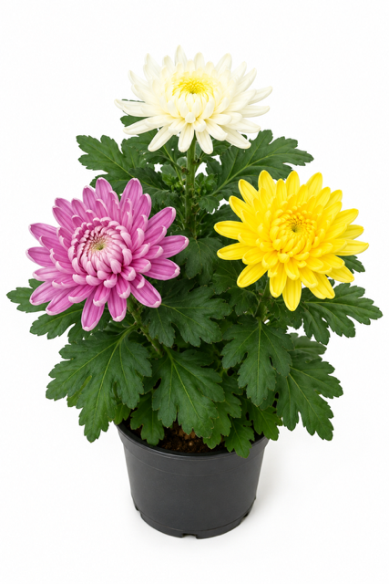 Großblumige Chrysantheme Trio T12