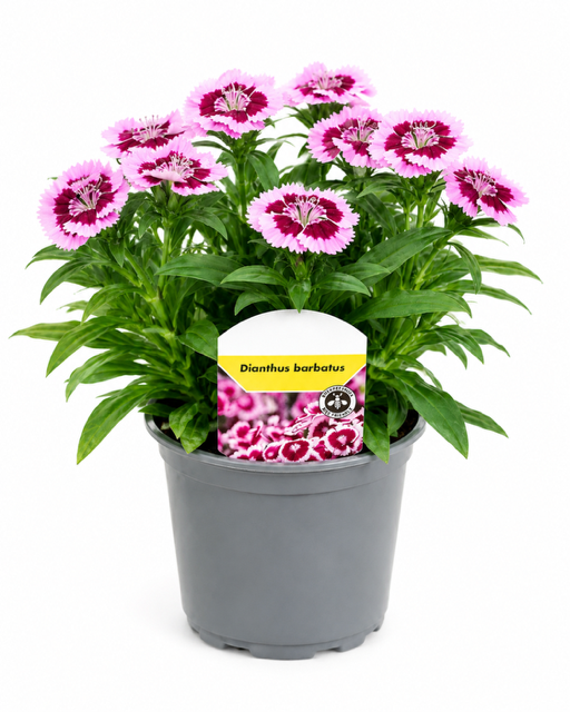 Dianthus barbatus T12 – Bartnelke