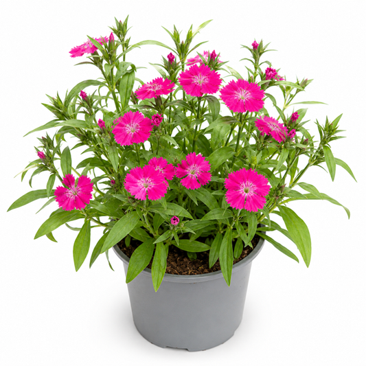 Dianthus chinensis T12 – Chinesische Nelke