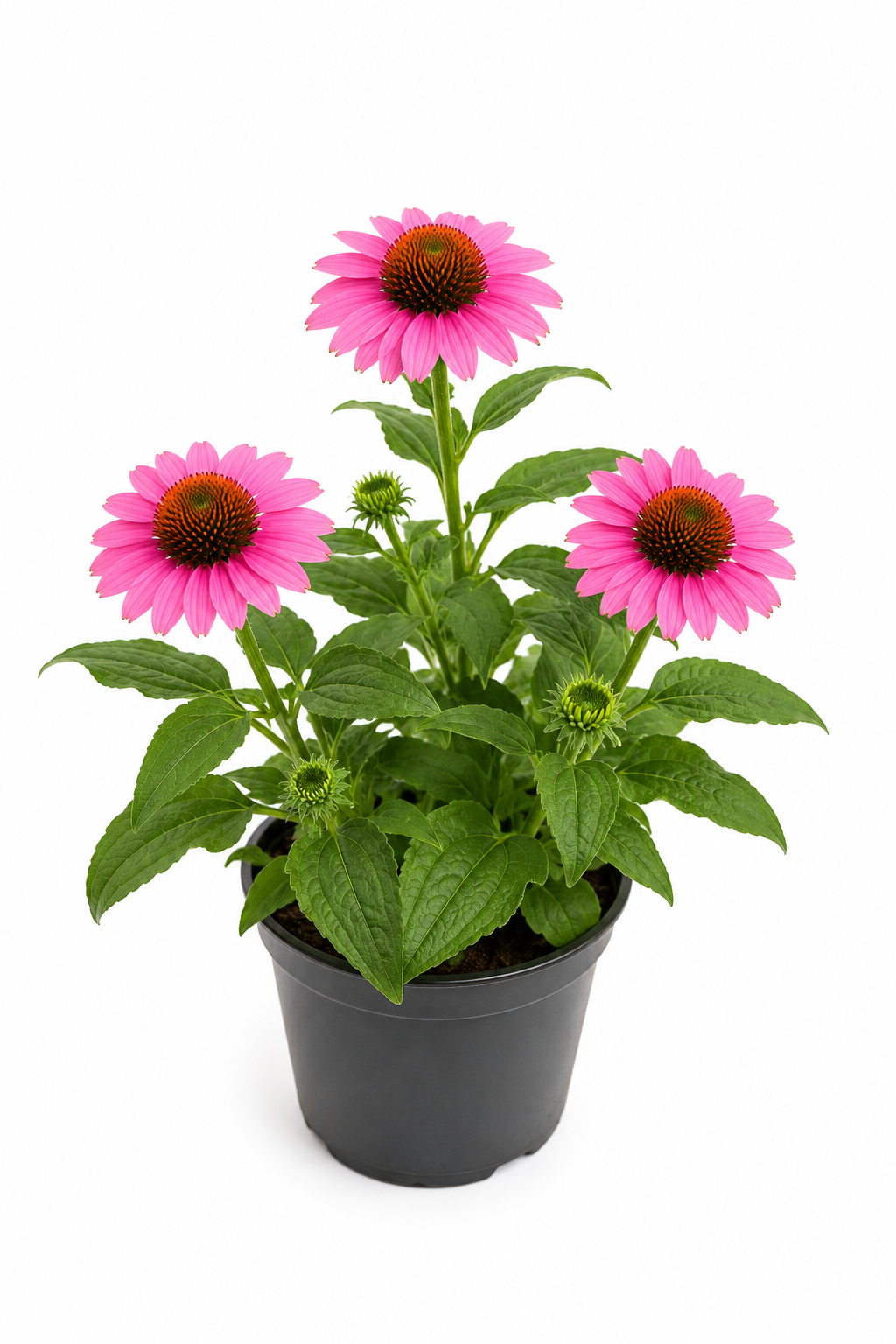 Echinacea Rosa T12 – Leuchtender Sonnenhut