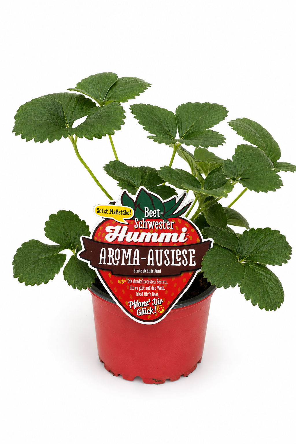 Hummi Erdbeerpflanze 'Aroma-Auslese' T10,5 | Immertragend