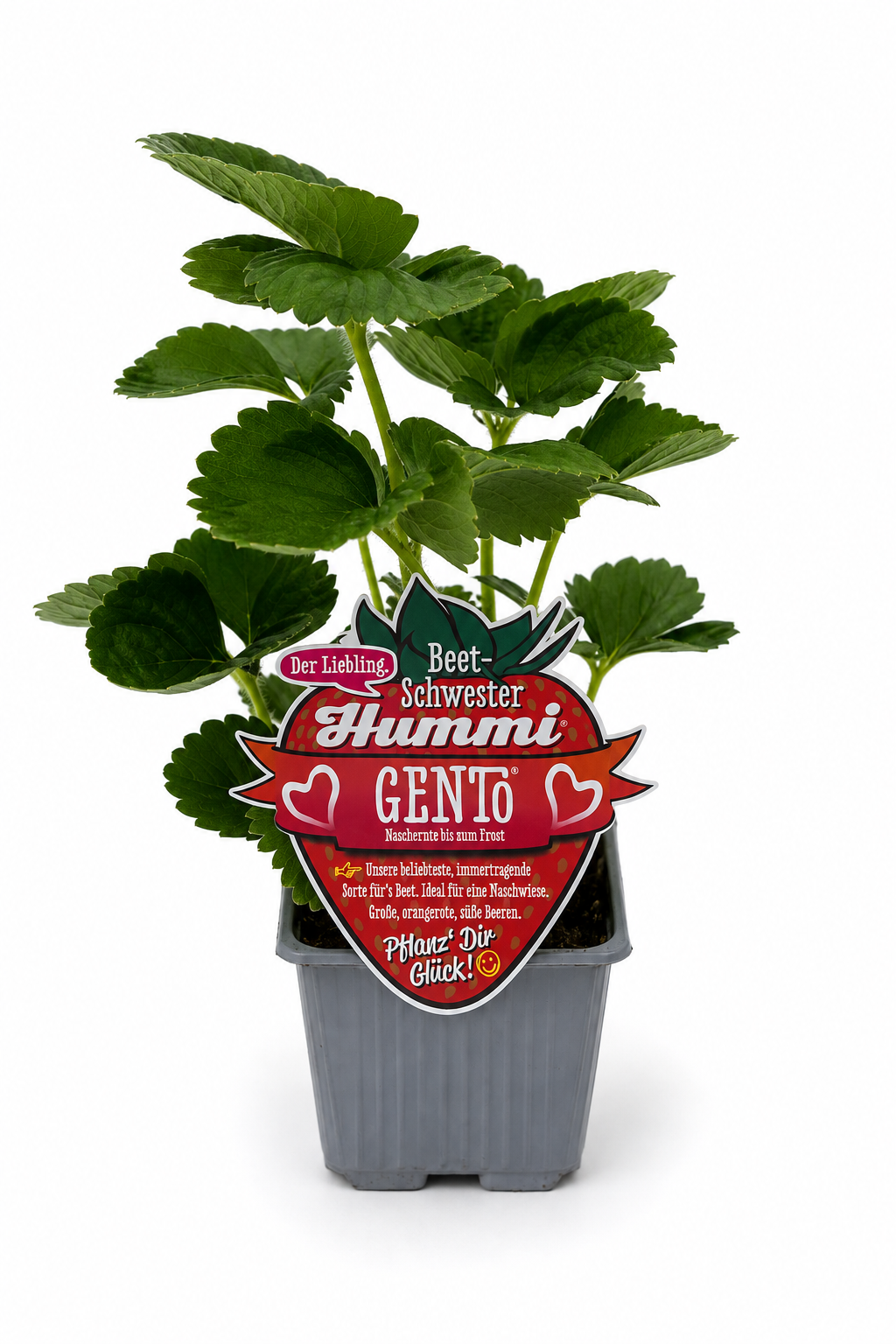 6er Set Hummi Erdbeere 'Gento'