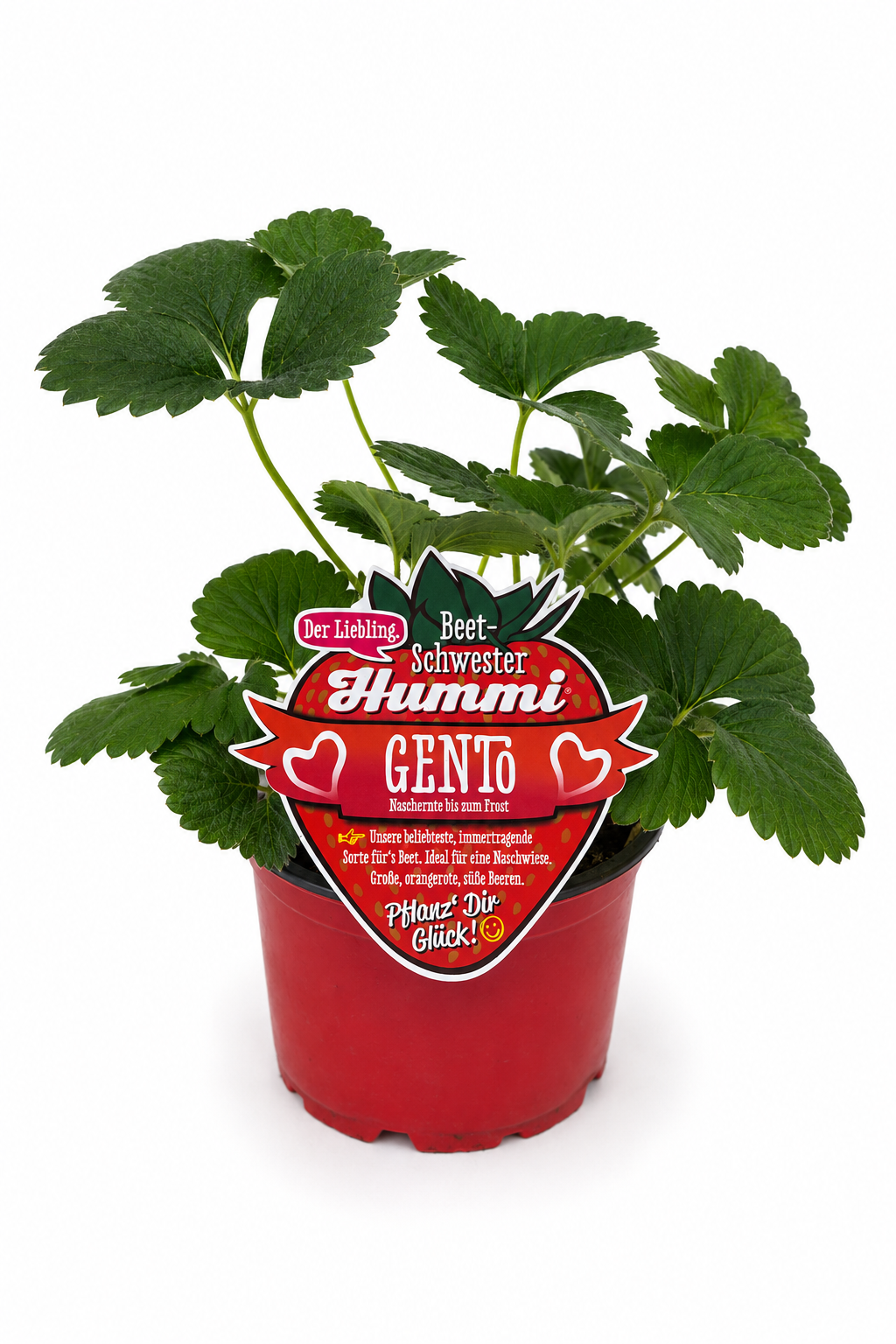 Hummi Erdbeerpflanze 'Gento' T10,5 | Immertragend
