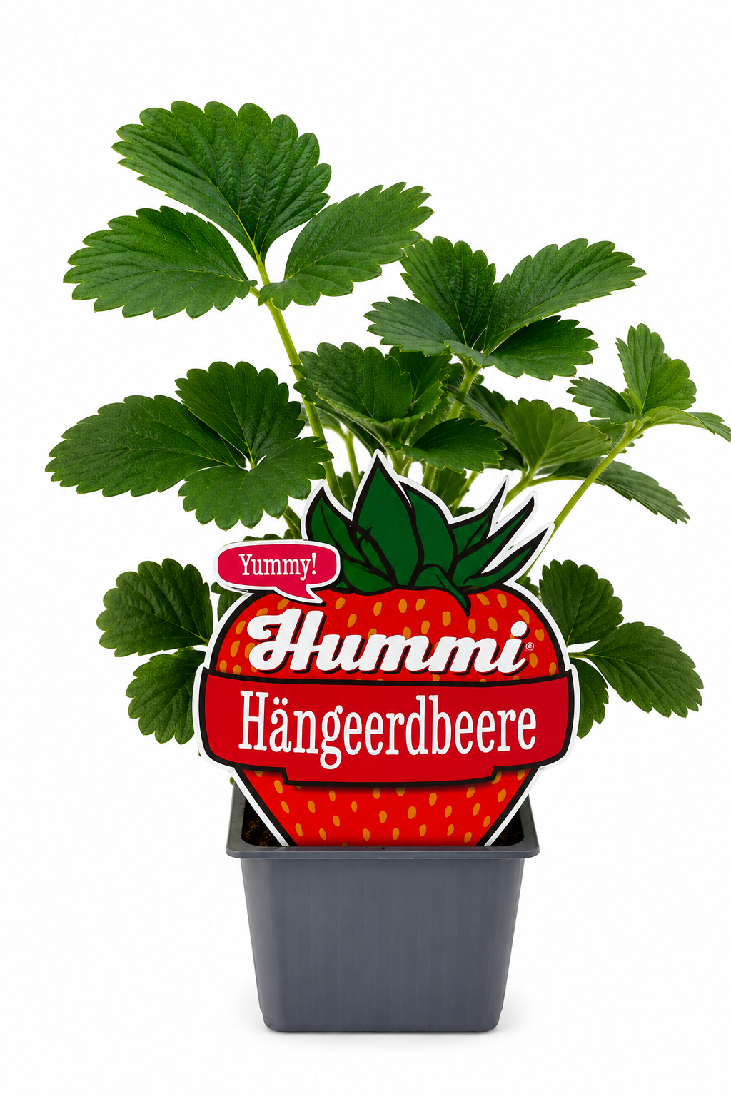 6er Set Hummi Hängeerdbeere