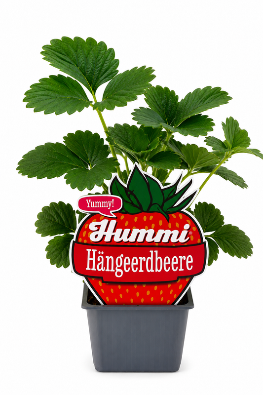 6er Set Hummi Hängeerdbeere