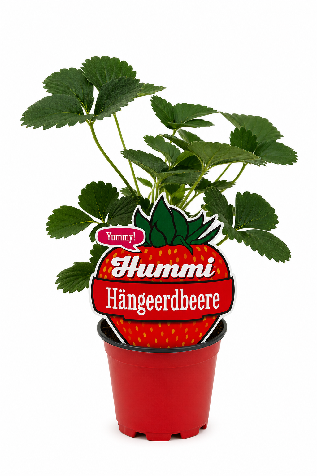 Hummi Hängeerdbeere T10,5| Immertragend