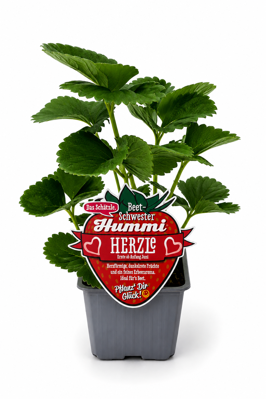 6er Set Hummi Erdbeere 'Herzle' | Einmaltragend