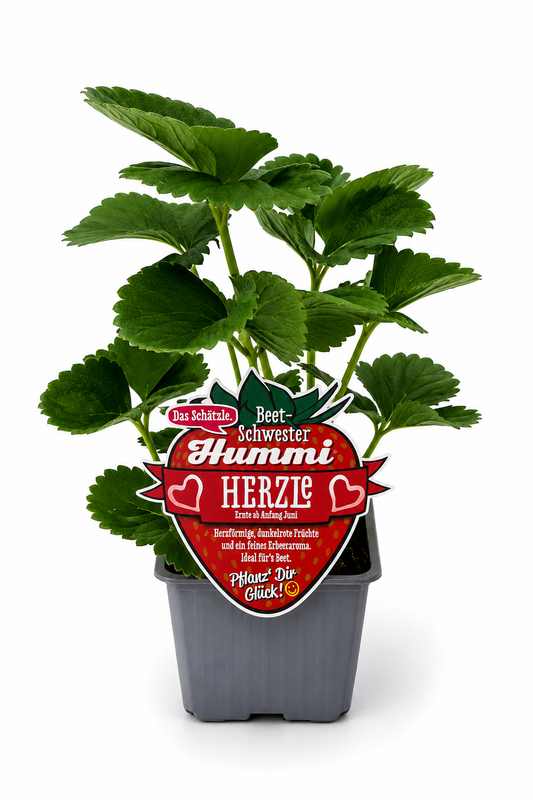 6er Set Hummi Erdbeere 'Herzle' | Einmaltragend