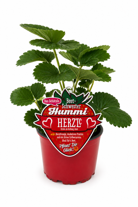 Hummi Erdbeerpflanze 'Herzle' T10,5 | Einmaltragend