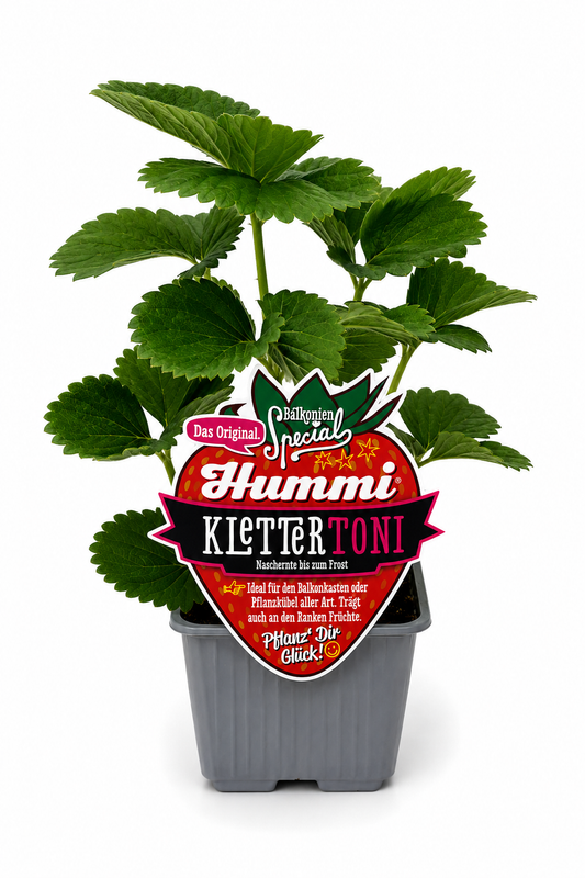 6er Set Hummi Klettererdbeere 'KletterToni'