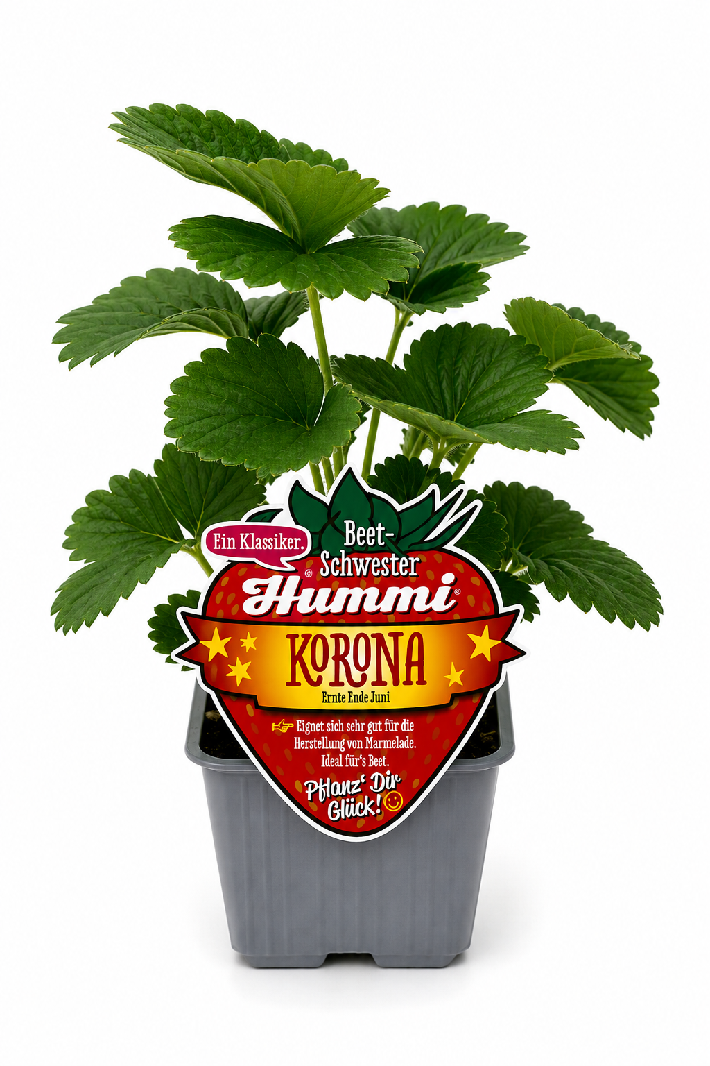 6er Set Hummi Erdbeere 'Korona'