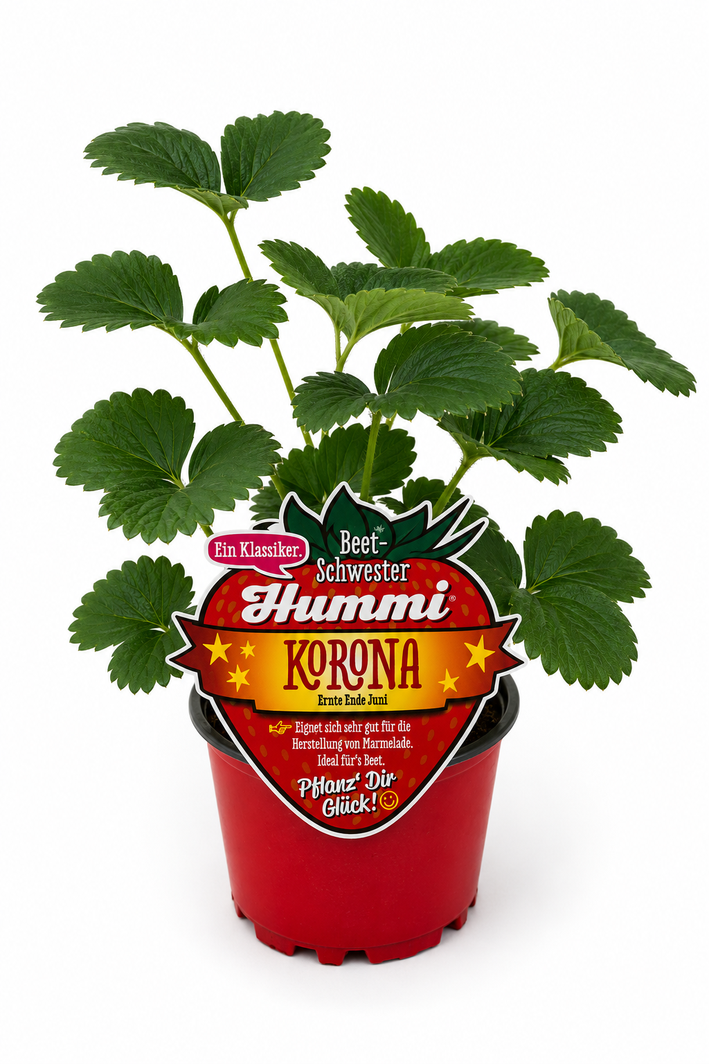 Hummi Erdbeerpflanze 'Korona' T10,5| Einmaltragend