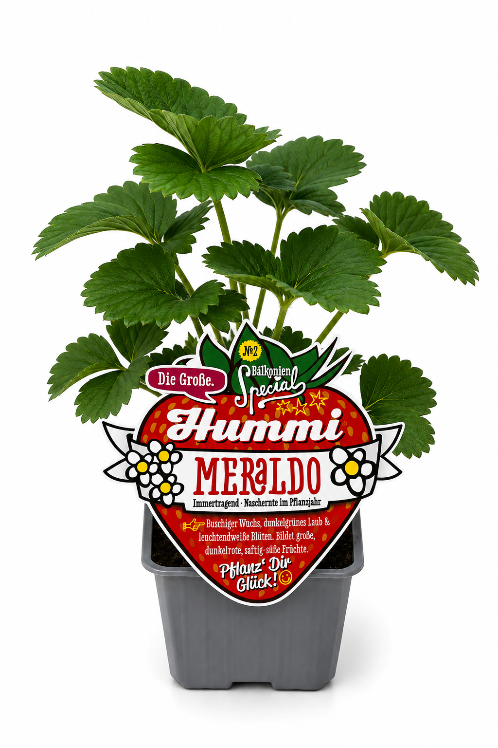 6er Set Hummi Erdbeerpflanze Meraldo