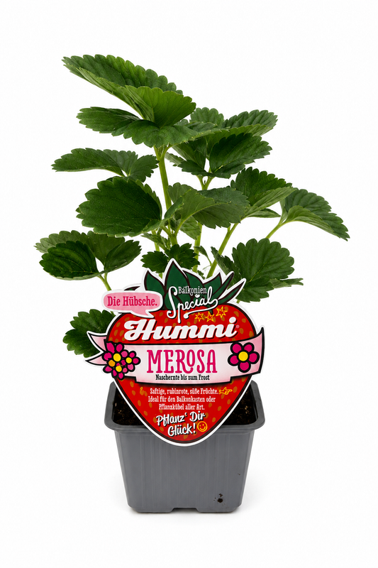 6er Set Hummi Erdbeere 'Merosa'
