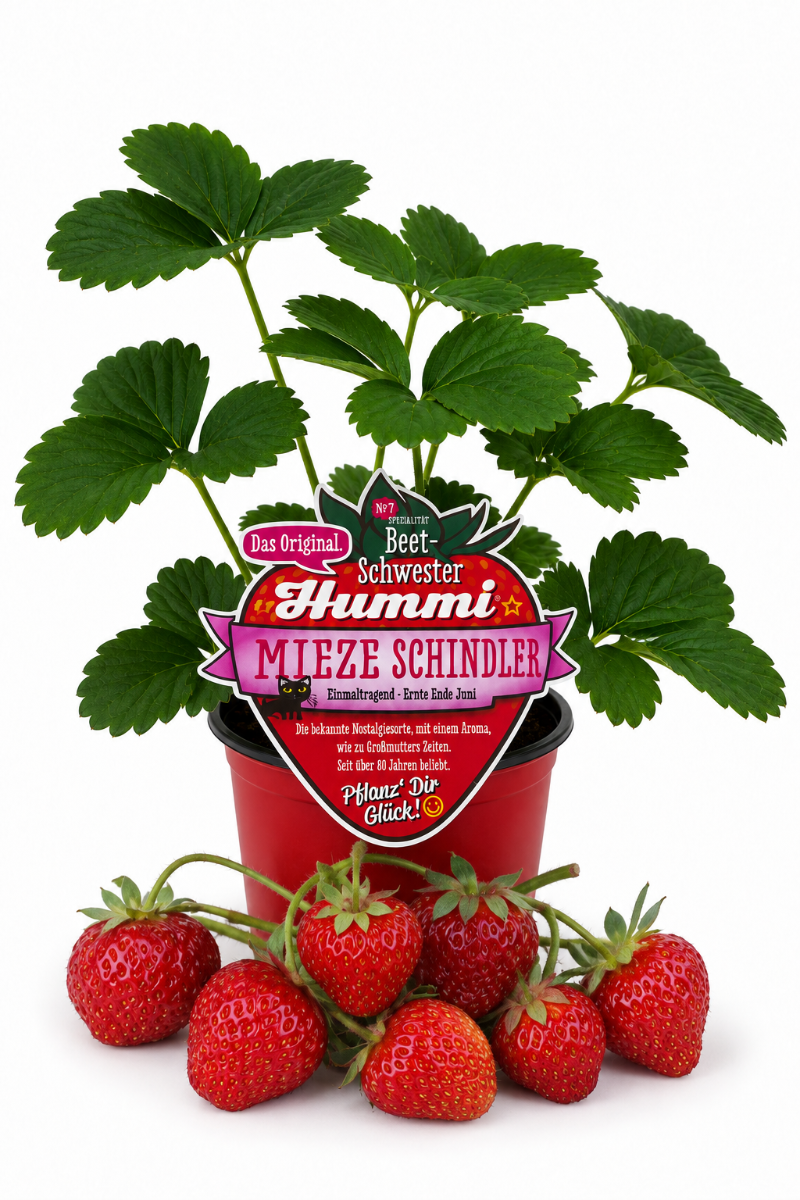 Produktfoto einer Erdbeerpflanze mit Erdbeeren und Produktschild