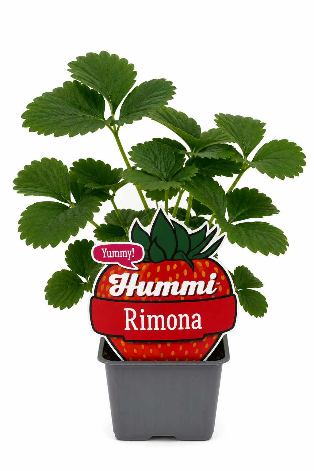 6er Set Hummi Monatserdbeere 'Rimona | Immertragend