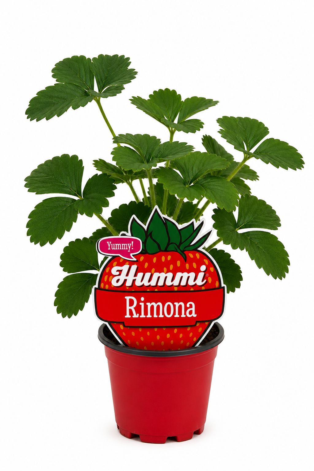 Hummi Monatserdbeere 'Rimona T10,5| Immertragend