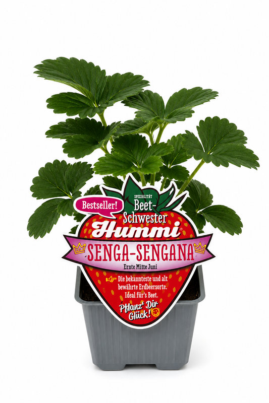 6er Set Hummi Erdbeere 'Senga Sengana'