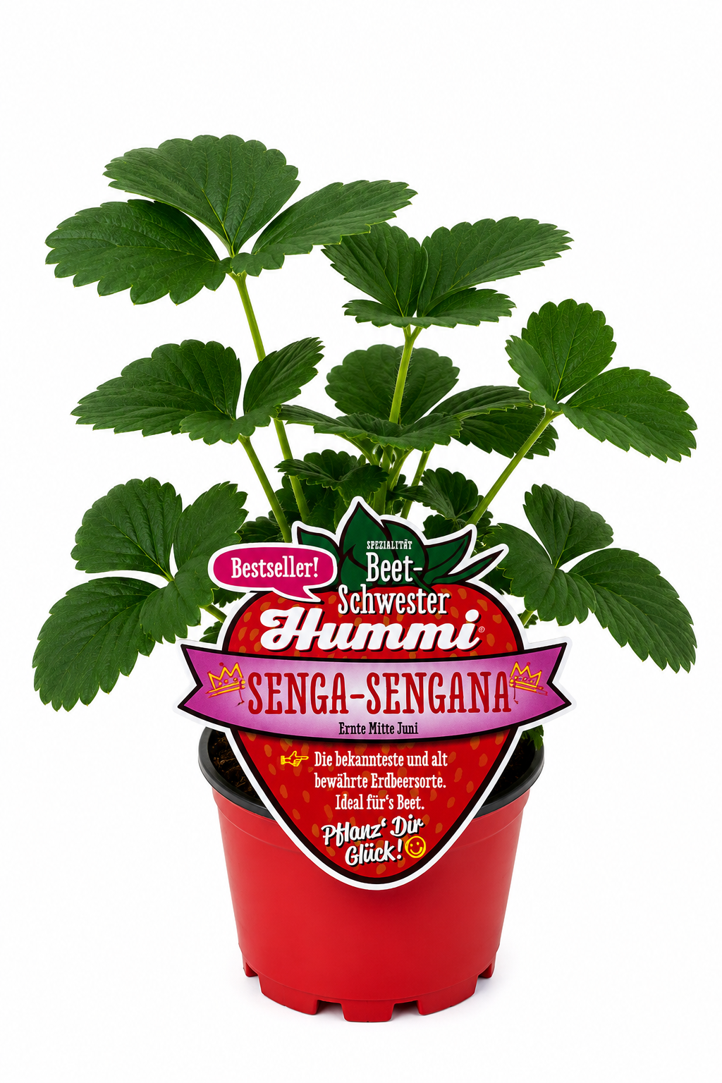 Hummi Erdbeerpflanze 'Senga Sengana' T10,5| Einmaltragend