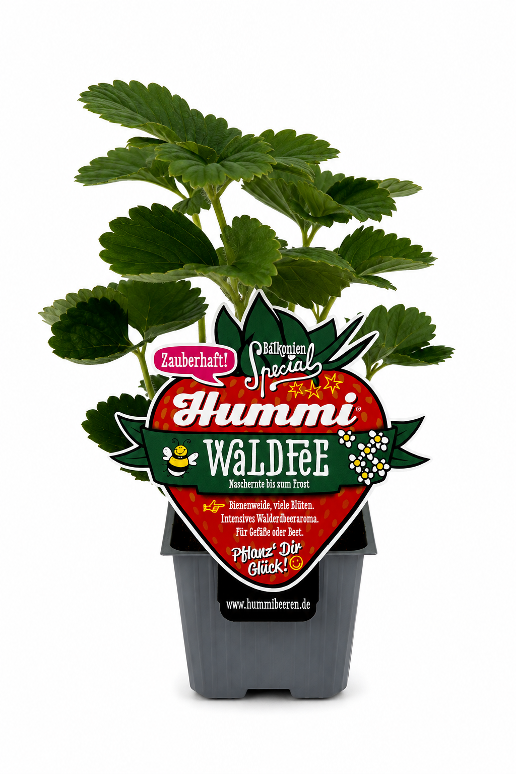 6er Set Hummi Erdbeere 'Waldfee' | Immertragend