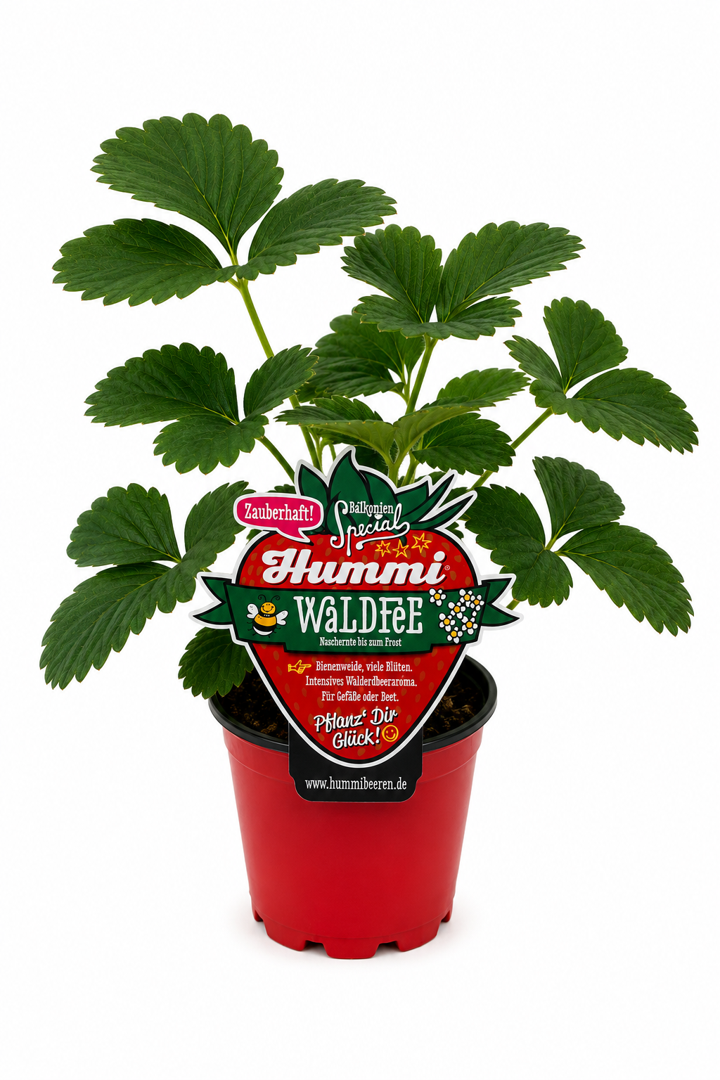 Hummi Erdbeerpflanze 'Waldfee' T10,5| Immertragend