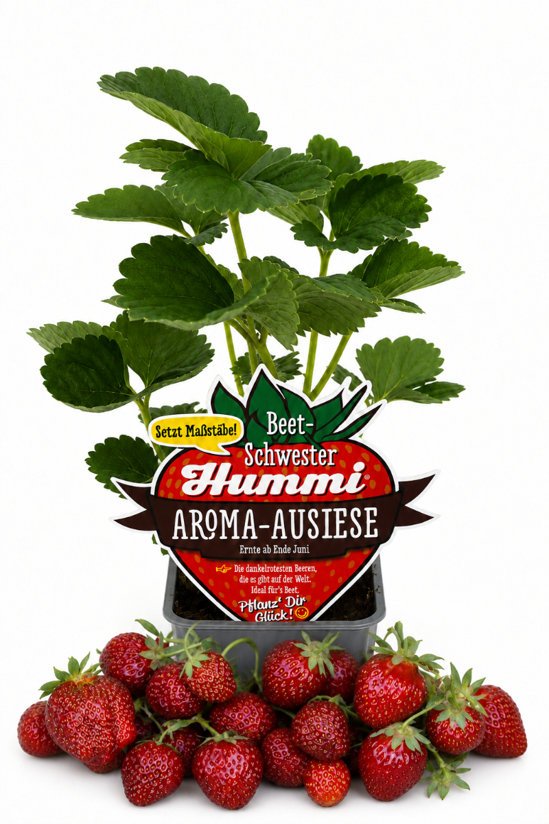 Produktfoto einer  Hummi Erdbeere 'Aroma-Auslese' im Pflanztopf mit Früchten und Typenschild.