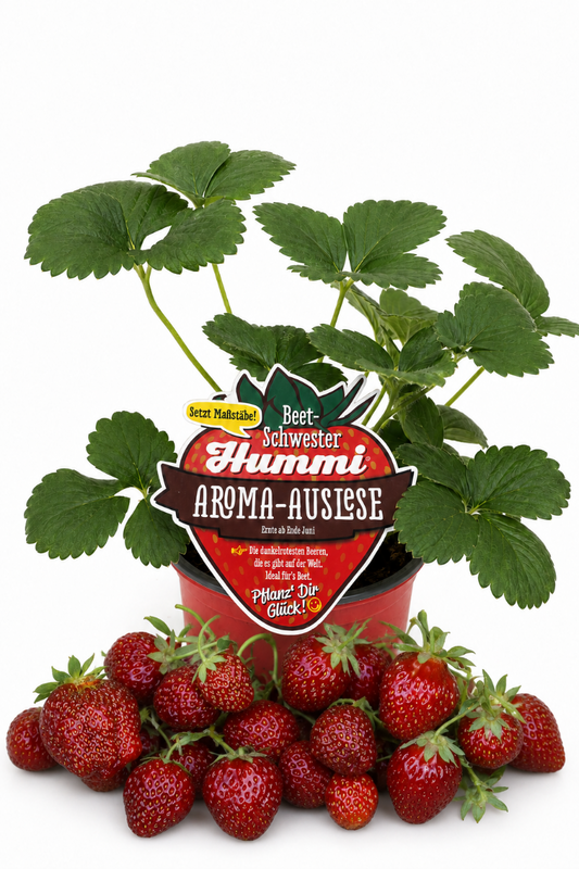 Produktfoto einer Hummi Erdbeere 'Aroma-Auslese' im Pflanztopf mit Typenschild und Früchten. 