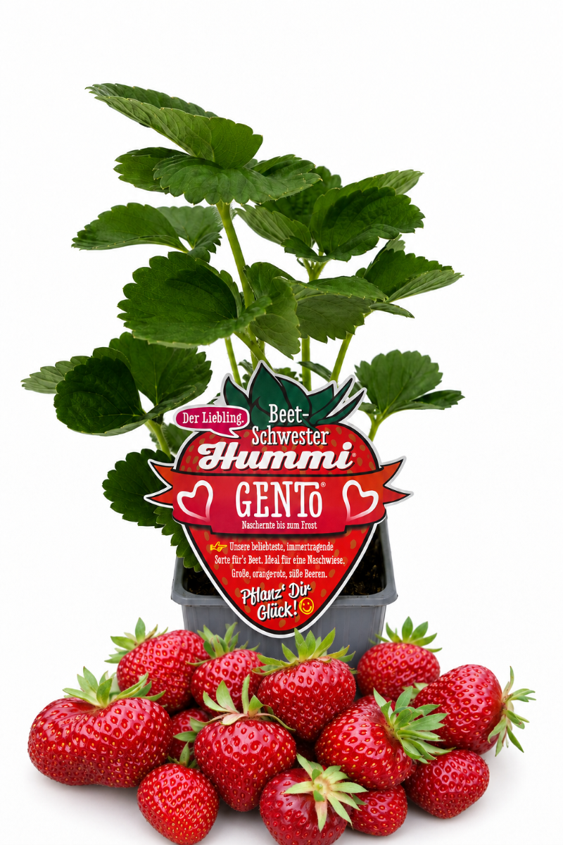 Produktfoto einer Hummi Erdbeere 'Gento' im Pflanztopf mit Etikett und Früchten.