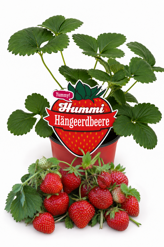 Produktfoto einer Hummi Hängeerdbeere im Pflanztopf mit Früchten.