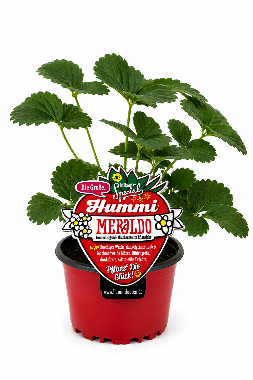 Hummi Erdbeerpflanze Meraldo T10,5| Immertragend