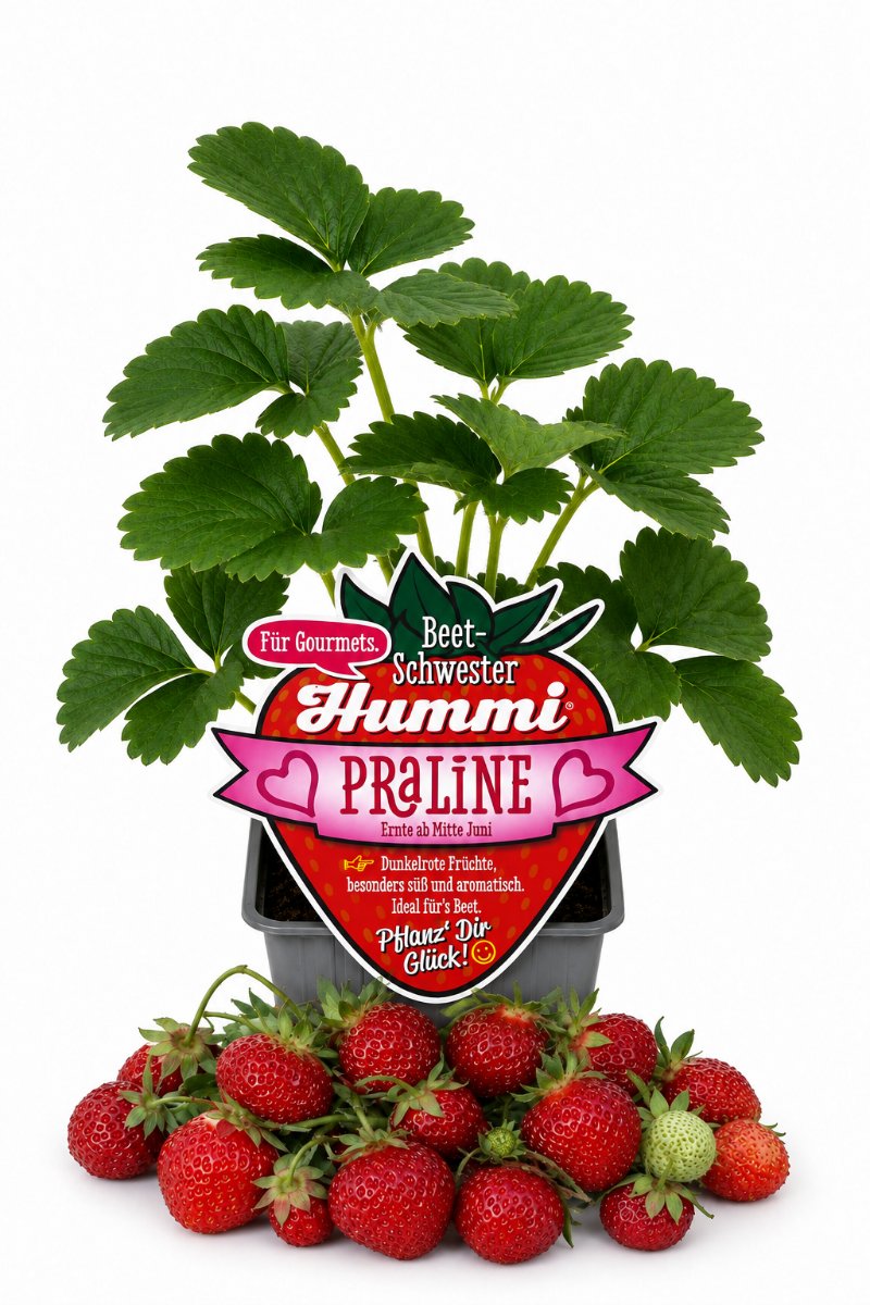 Produktfoto einer  Hummi Erdbeere 'Praline' im Pflanztopf mit Etikett und Früchten.