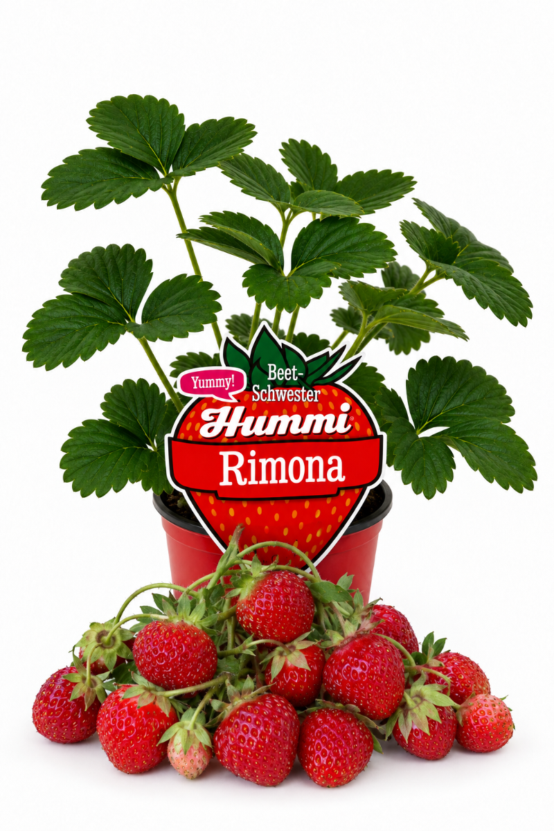 Produktfoto einer  Hummi Erdbeere 'Rimona' im Pflanztopf mit Früchten und Etikett.