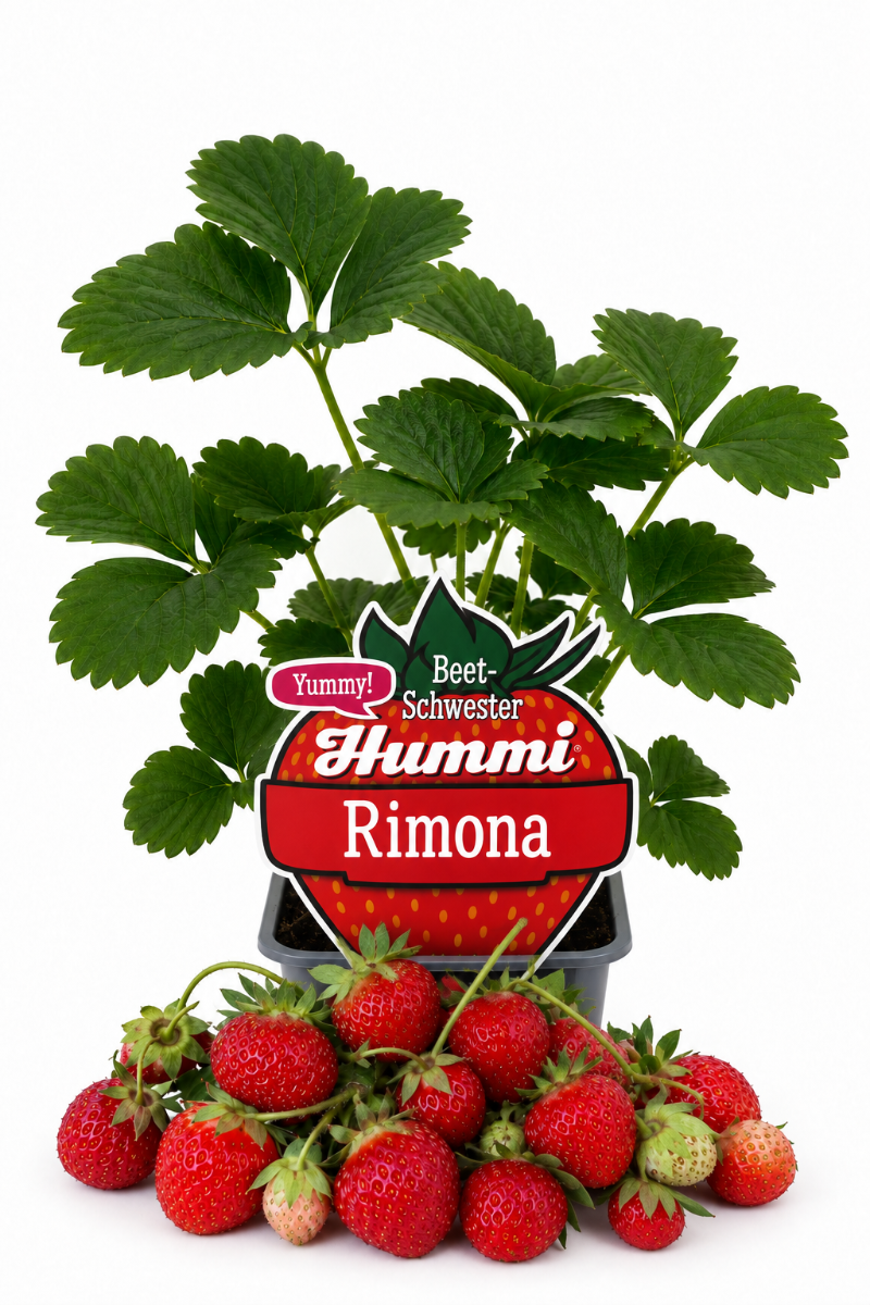 Produktfoto einer Hummi Erdbeere 'Rimona' im Pflanztopf mit Früchten und Etikett.