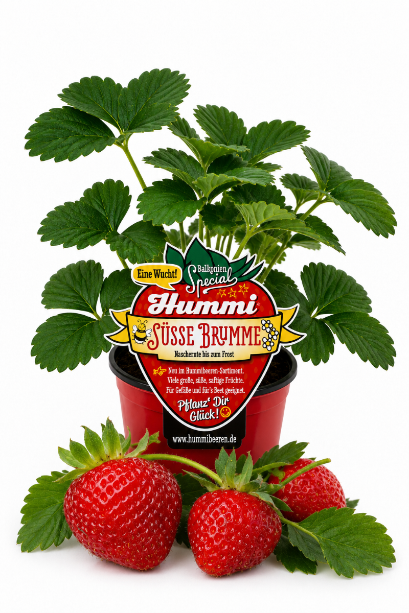 Produktfoto einer  Hummi Erdbeere 'Süße Brumme' im Pflanztopf mit Früchten und Etikett.