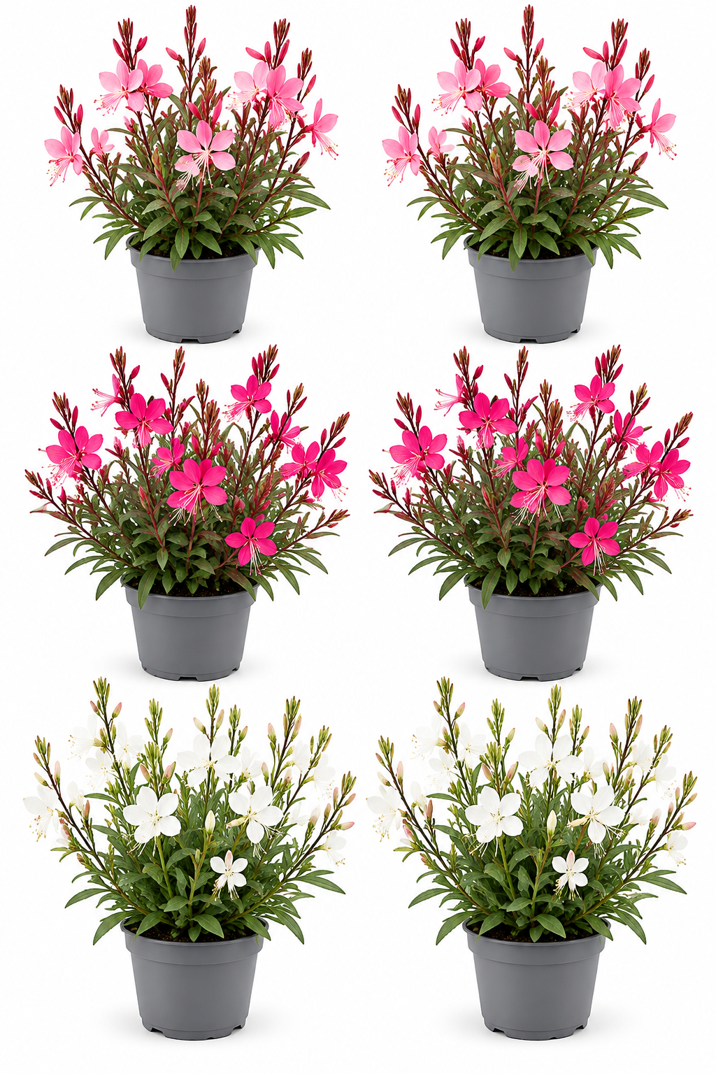 Gaura Mix – 6er Set | Prachtkerze T13