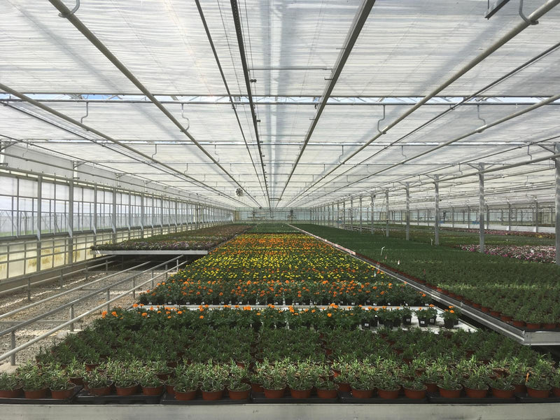 Innenaufnahme aus einem Gewächshaus mit Pflanztischen und Pflanzen. Teilweise in Blüte.